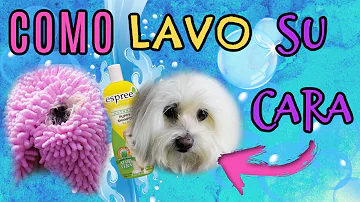 ¿Hay que lavarle la cabeza a un perro?