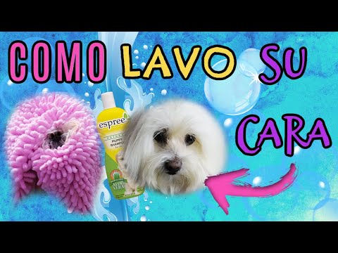 Video: Cómo lavar la cara de un cachorro