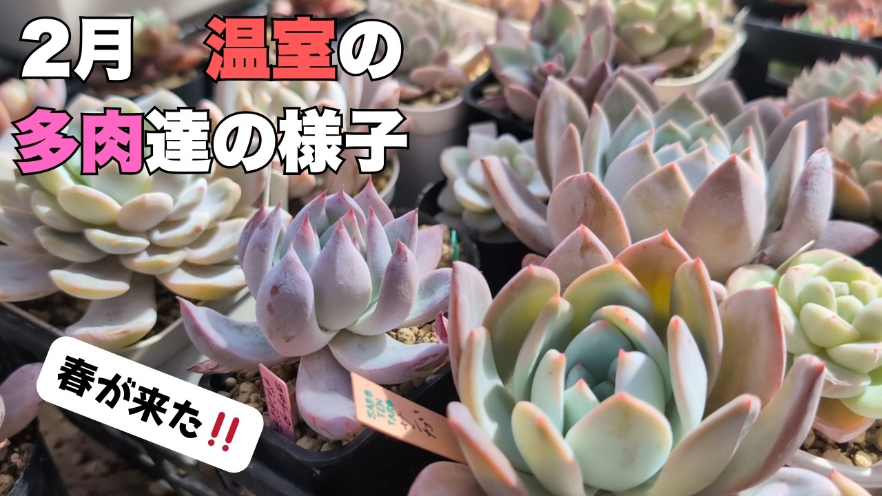 「多肉植物」今季の冬は暖かかった鹿児島。春の植え替え本格的に、スタートしても良さそう！！植え替え、早めに済ませるのもありかも。