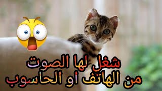 صوت قطة صغيرة جميل=هذه الاصوات ستجعل قطتك تجن و تبحث عن مصدر الاصوات