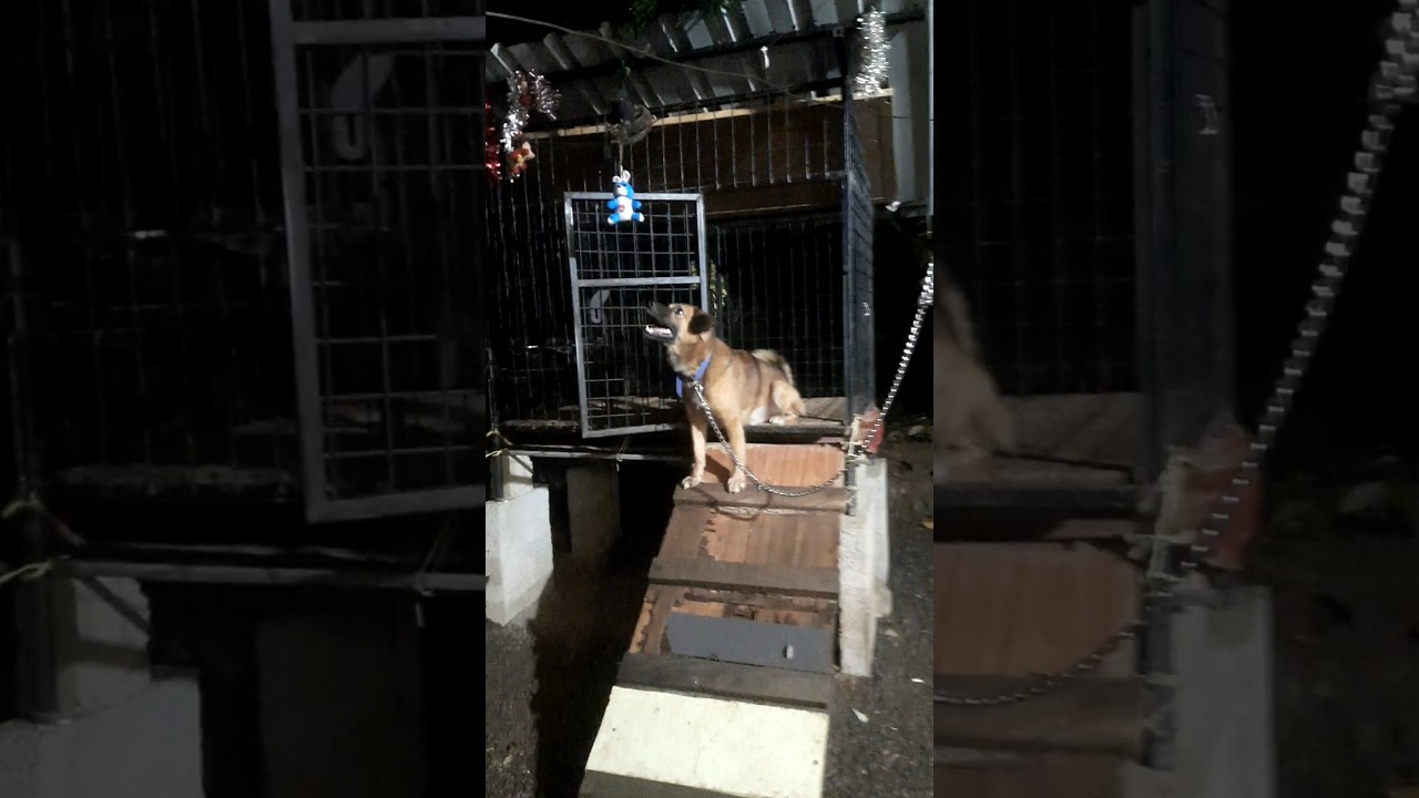 ദേ പിന്നെയും മഴ🤦&zwj;♀️😤🐶😹❤️#shorts #pets |Carlo baby| ❤️