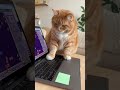 Funny moments Cats