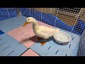 保護したアヒルちゃんはその後も元気です【生放送】