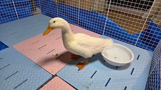 Download Lagu 保護したアヒルちゃんはその後も元気です生放送【Withヌートリアの革鞣し】 MP3