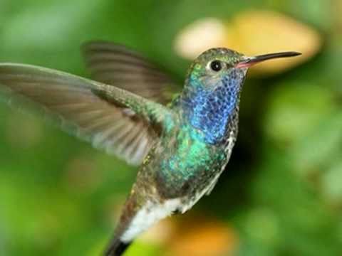 Aves Do Brasil Beija Flores Verdadeiras Pinturas Da Natureza Youtube