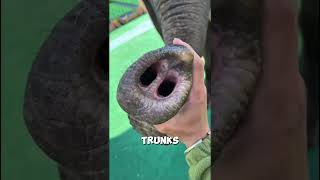 We Send Emojis. Elephants Show Up. #shorts