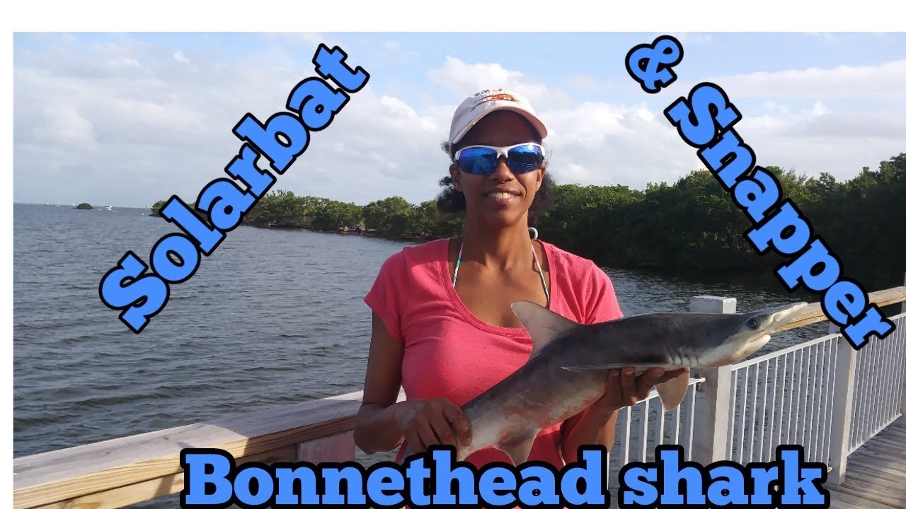 snapper fishing texas Solarbats- Bonnethead Shark- Snapper at Biscayne National Park!