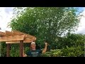 Moringa Oleifera Tree - Miracle Tree - Growing in Arizona Garden!