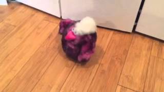 Dandee Chicken