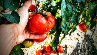 GIANT CRIMSON Tomato REVIEW and Growing Tips  RARE Heirloom