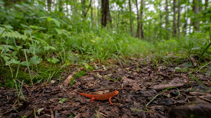 The Incredible Power of Forests: Appalachian Forest