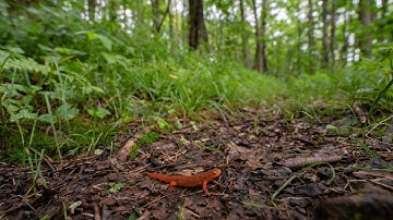 The Incredible Power of Forests: Appalachian Forest