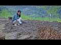 Potatoes planted only in March，didn't expect to grow so big三月份才種下的土豆，沒想到還能长這麼大 ▎Lizhangliu Channel