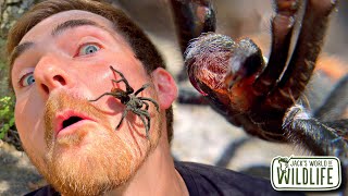 How AGGRESSIVE Are WILD TARANTULAS?