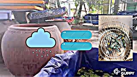 Nước mưa RẤT TỐT cho cá bảy màu? Chia sẻ tips nho nhỏ trong mùa mưa| PK GUPPY