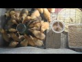 Интересные факты об утках и утятах