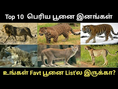 உலகின் Top 10 பெரிய பூனை வகைகள் | biggest cats in the world Tamil top tenz