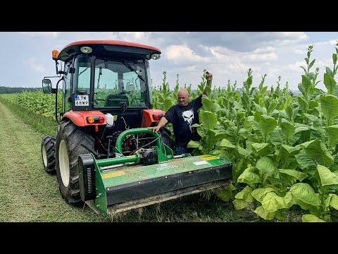 Wideo: Czym są uprawy plantacyjne?
