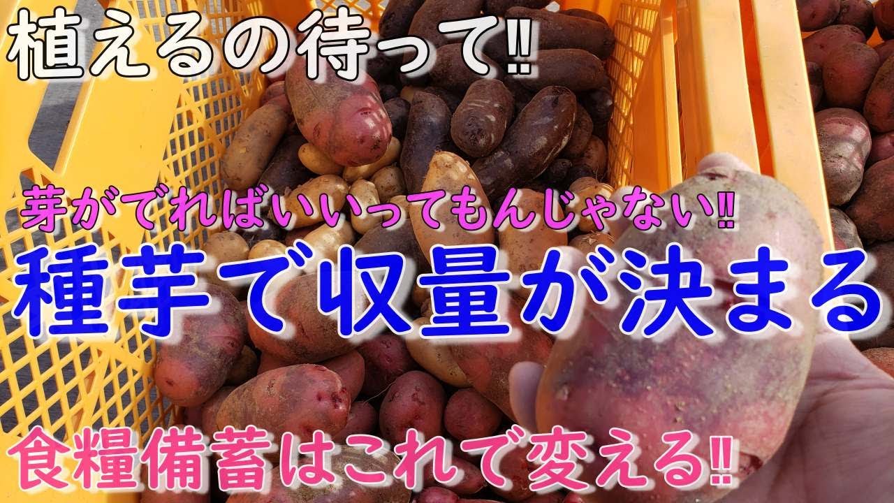 春じゃが植えるの待って！収量が増える種芋の作り方（ 大きさ、切る