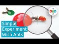 Changing ants colours  fun outdoor science experiment
