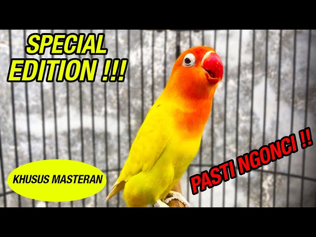 BURUNG LOVE BIRD PASKUN NGETIK NYAMBUNG NGEKEK NONSTOP KHUSUS MASTERAN !!! class=