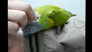 Senegal Parrot Beak and Nail Trimming