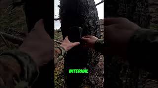 Elk's Electronics Fail: Watch What Happens in the Winter Woods! #shorts