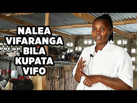 Video: Jinsi Ya Kulea Vifaranga Vya Kuku Wa Kuku