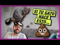 JAMÁS PERMITAS QUE TU GATO HAGA ESTO!!😺 LA GATERÍA TV