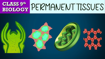#Tissues part-1 (Animated) PERMANENT TISSUES | CBSE CLASS 9 | Biology Chapter-6 | NCERT Science
