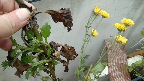 Hướng dẫn cách trồng hoa cúc bằng cành