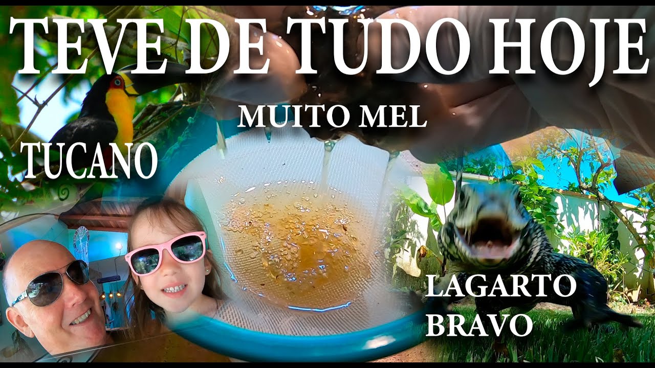 356- COMO COLHER MEL DE JATAÍ