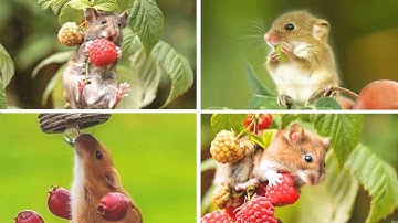 🤍 AI FAILS 🤡 Our Funniest Failed Video Prompts 🤍 #asmr #asmrsound #aiasmr #aifails