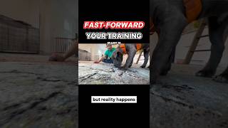 How To Fast-Forward Your Training! (pt 3) #dogtraining #puppytraining #zakgeorge #dogtraining101