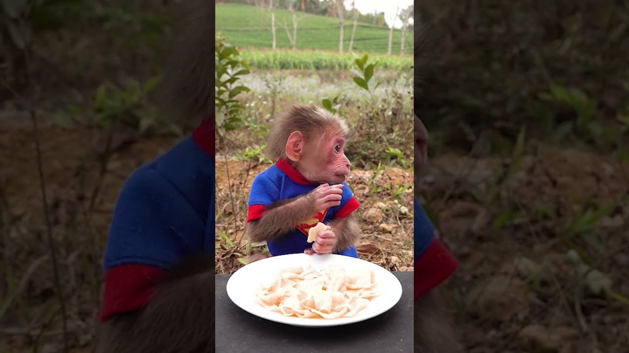 Baby monkey eating snack potato chips 