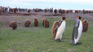 Penguins: A Treasure of the Falkland Islands