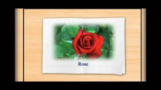 Flowers. Grow With Animation