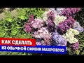 Как сделать из обычной сирени махровую