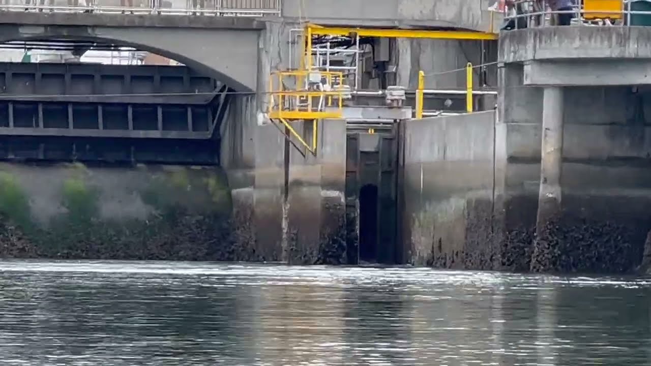 Wild Jumping Chinook Salmon in North Seattle Ballard Locks