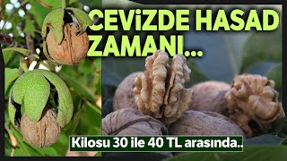 kaman cevizinde hasad basladi youtube