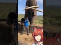 Elephant Rehydrating