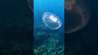 Snorkeling West Bay Beach in Roatan, Honduras #shorts #snorkeling #westbay #roatan