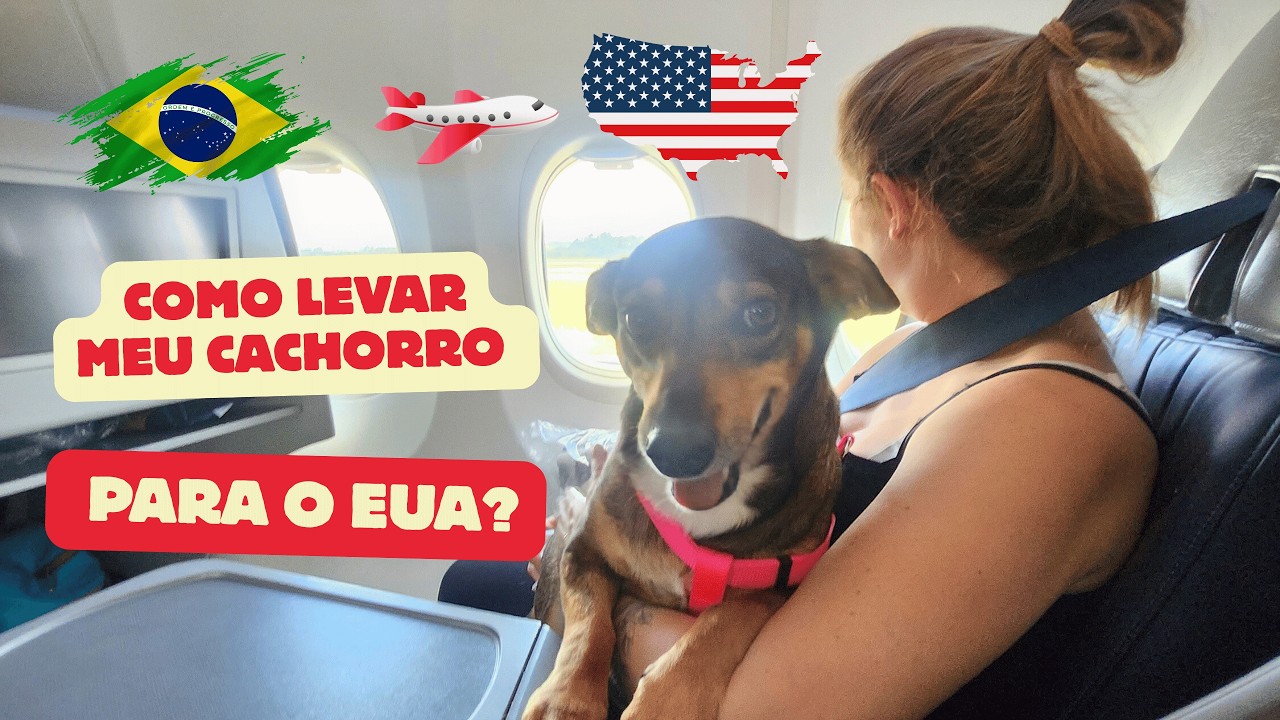 Como levar meu cachorro para o EUA?