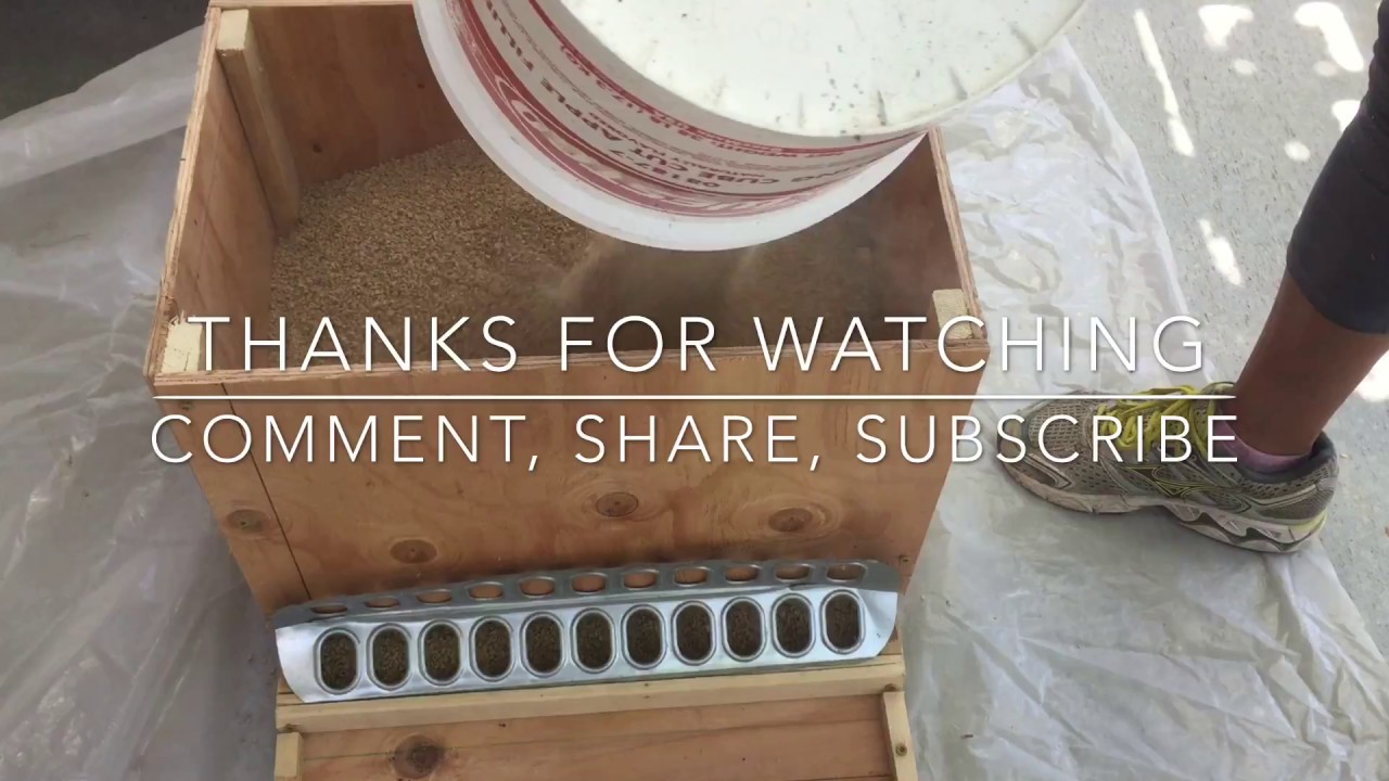 How to Make a No Waste Automatic Quail Feeder 3.0 Feed for ...