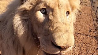 Walking with Lions George and Yame | The Lion Whisperer