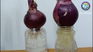 Why Put An Onion In Your Room?