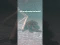 Maddie, a juvenile green sea turtle scratching her shell on an EED environmental enric