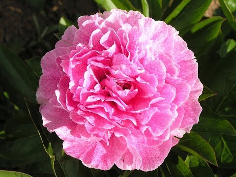 Свистящая ракета "Розовый пион"