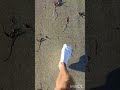 Parkrun Barefoot - Socks Ditched on Grass #barefoot #parkrun #whangarei