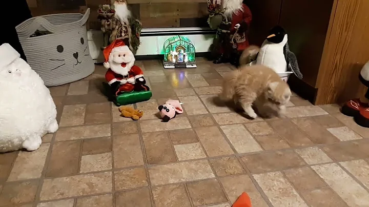 Watch the video about Exotic Shorthairs Holiday Fun!